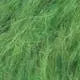 956 Green