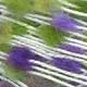 905 Gul/Grønn/Lavendel dots